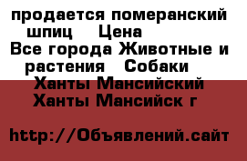 продается померанский шпиц  › Цена ­ 35 000 - Все города Животные и растения » Собаки   . Ханты-Мансийский,Ханты-Мансийск г.